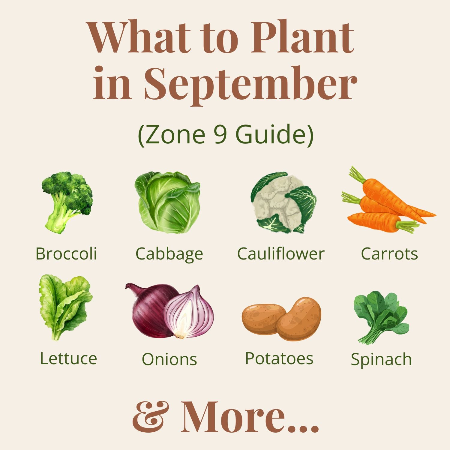Vegetable planting guide for September in Zone 9 with images of broccoli, cabbage, cauliflower, carrots, lettuce, onions, potatoes, and spinach.