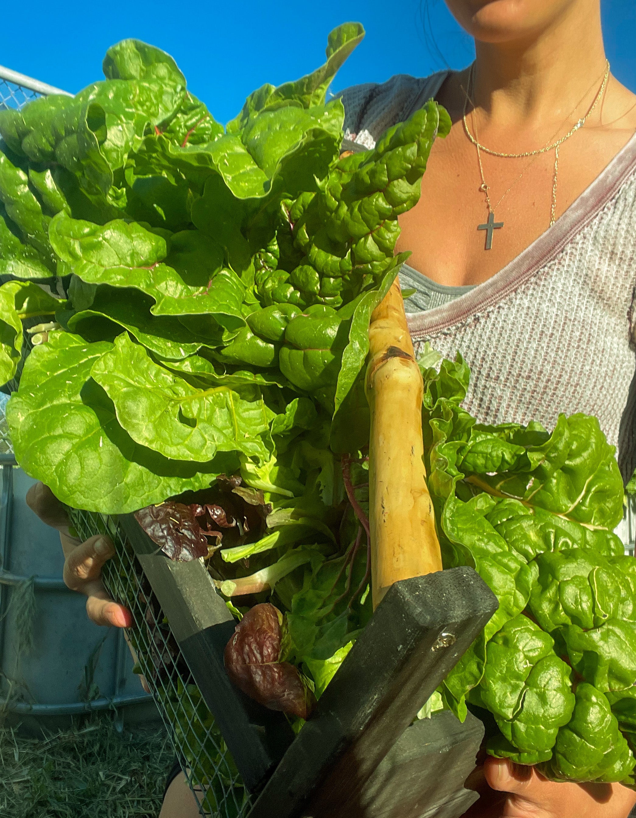 7lb Bag Organic Microbial Fertilizer